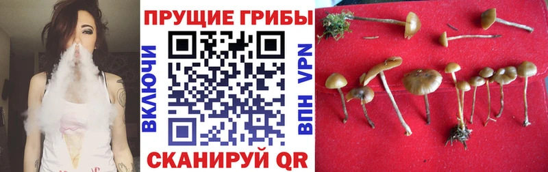 Галлюциногенные грибы GOLDEN TEACHER  Кимовск 
