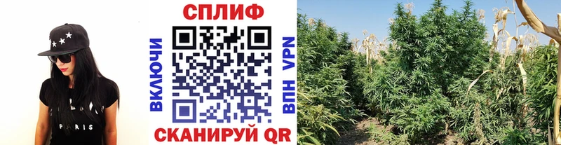ОМГ ОМГ зеркало  Кимовск  Бошки марихуана гибрид  купить наркотик 